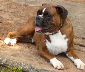 Three to Four Year Old Boxer