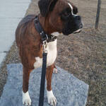 Annie the Boxer standing on rock and looking around