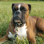 Walking a 3 to 4 year olld Boxer