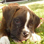 Annie as a puppy when she was fed Kibble