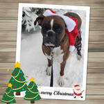 Annie the Boxer dog on a Merry Christmas card