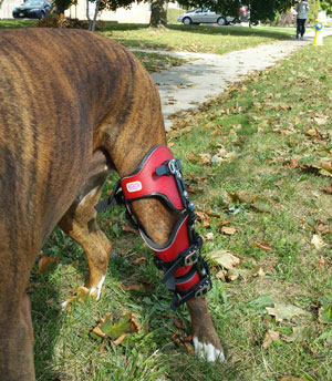 Custom Dog Knee Brace